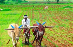 आपत्तीग्रस्त शेतकऱ्यांना दिवाळीपूर्वी मोठा दिलासा : 2 लाख 75 हजार शेतकऱ्यांच्या खात्यात 185 कोटींचा मदतनिधी जमा